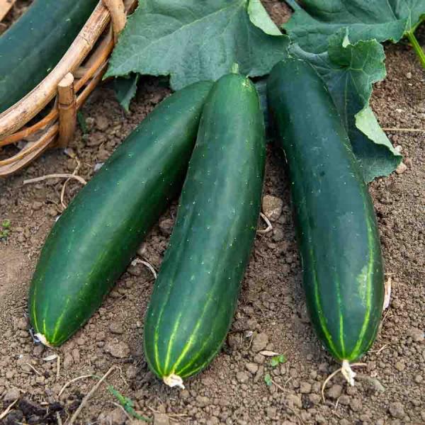 Potagères - Concombre Breso HF1 - Graines d'Exception - face recto